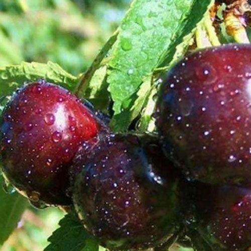 Саджанець Вишня Люцина літній сорт середньостиглий термін дозрівання (35794)