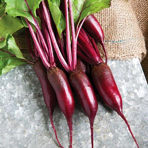 Семена Свекла Florium Таунус F1 цилиндрическая (6234)