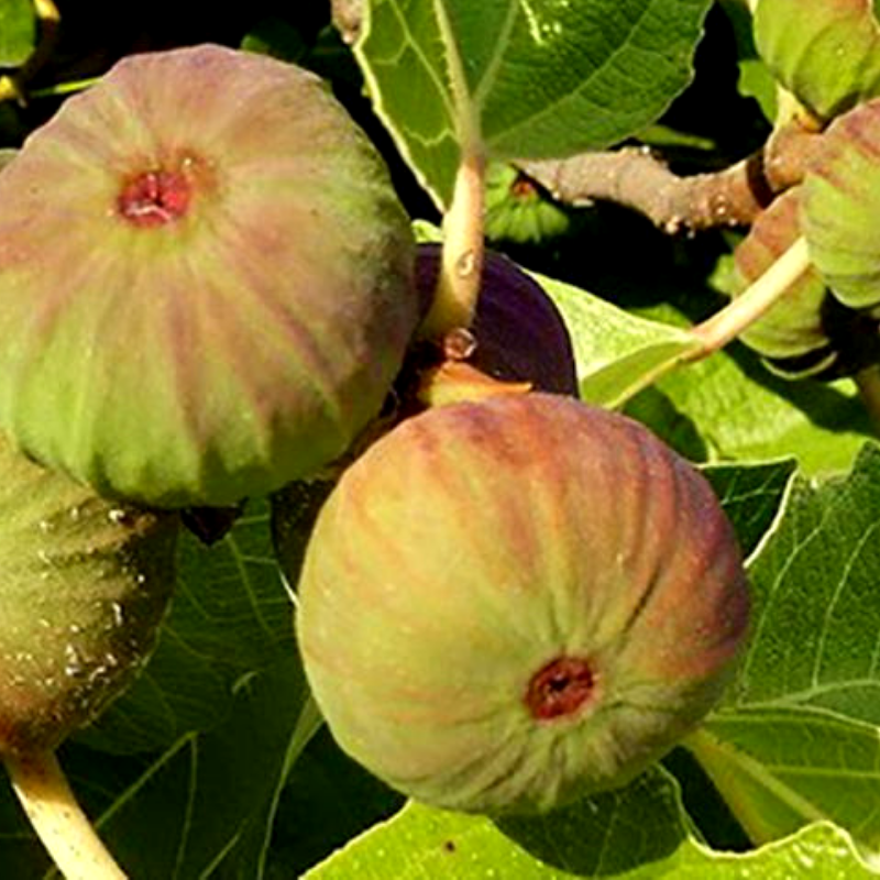 Саджанець інжиру Adriatic white ремонтантний самоплідний скороплідний (610708504) - фото 5