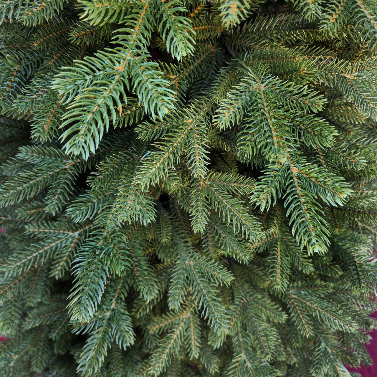 Искусственная елка литая на крабах Венская с самораскладывающимся механизмом Umbrella 2,3 м (28458500) - фото 3