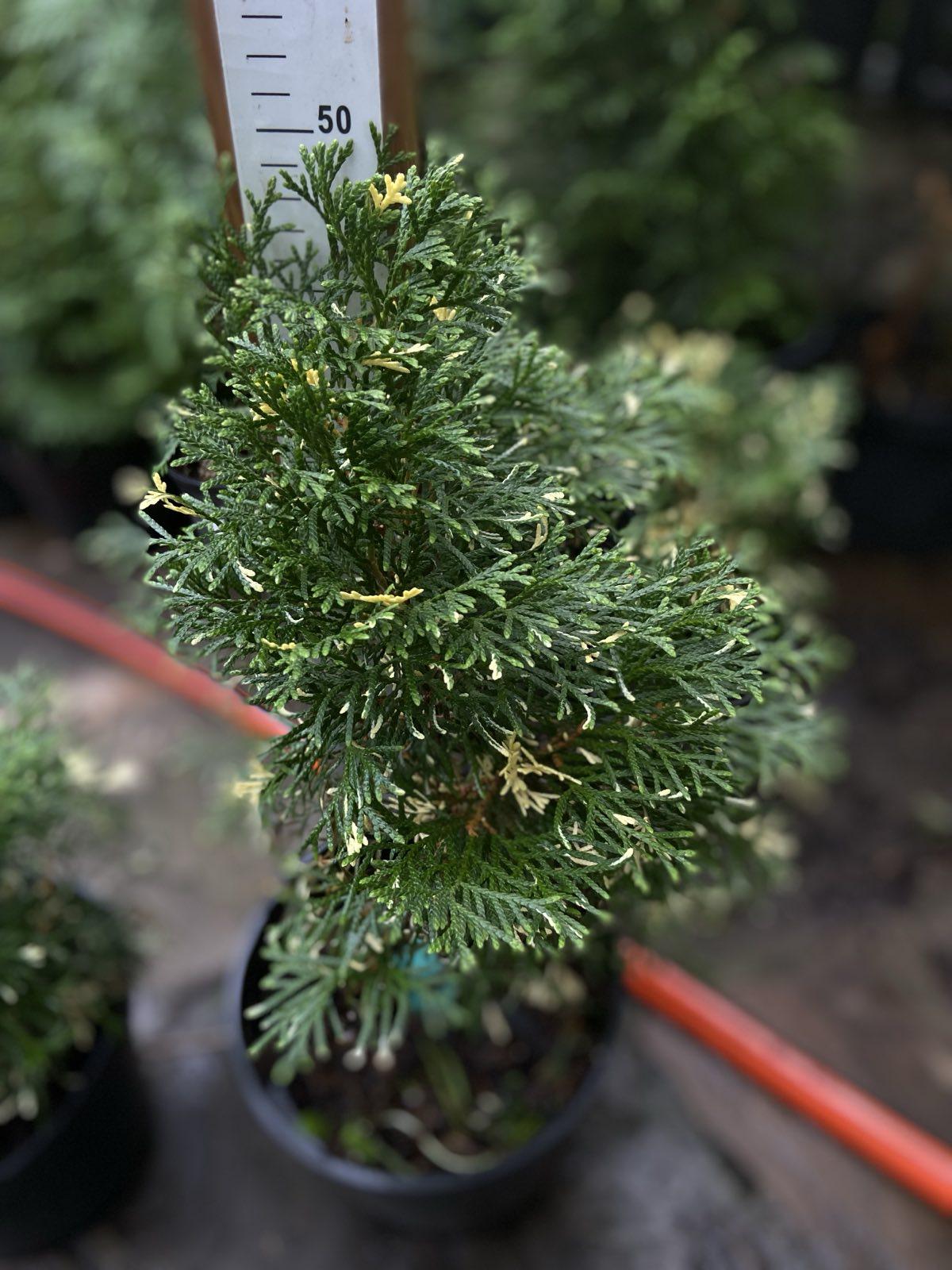 Туя західна Smaragd Variegata 2-х років С2л (38303948) Туя західна Smaragd Variegata 2-х років С2л (38303948)