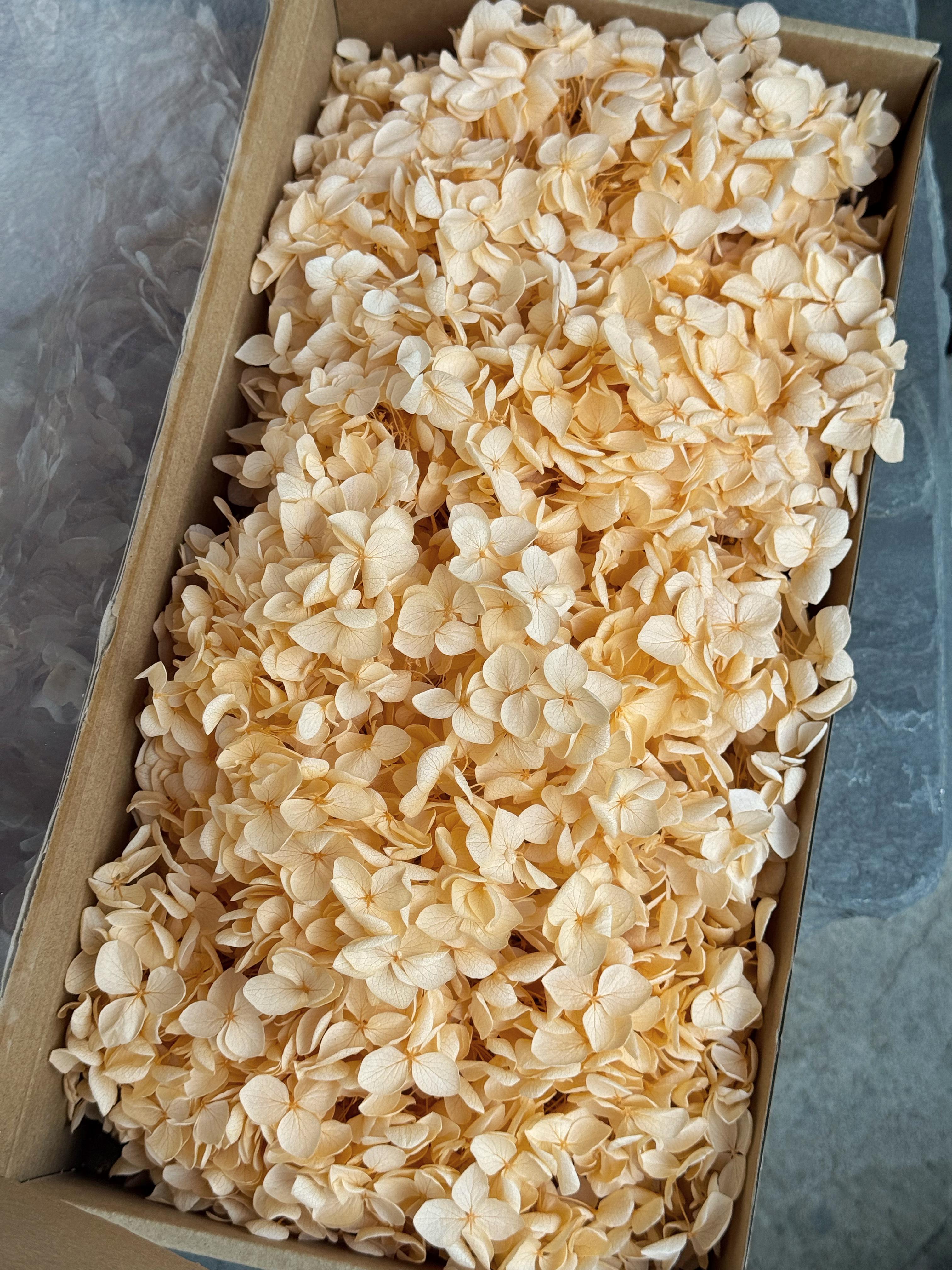 Стабілізована гортензія 10 г Молочний