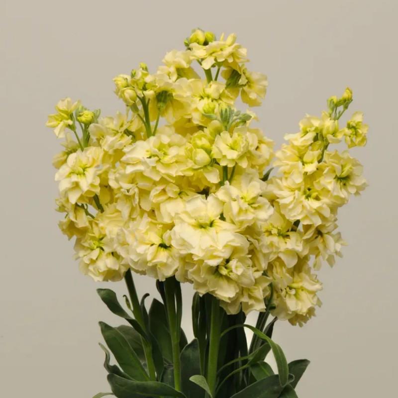Левкой KATZ YELLOW PanAmerican 50 шт. (BN01539-3)