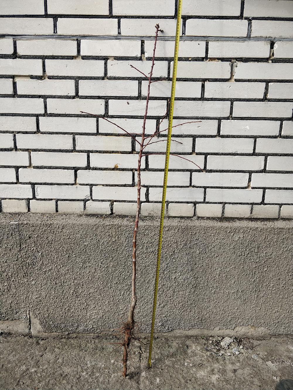 Миндаль сорт Первенец Храмова 1-летний 1 саженец (14896161) - фото 2 Миндаль сорт Первенец Храмова 1-летний 1 саженец (14896161) - фото 2