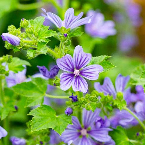 Мальва Florium лесная Primley Blue (13113)