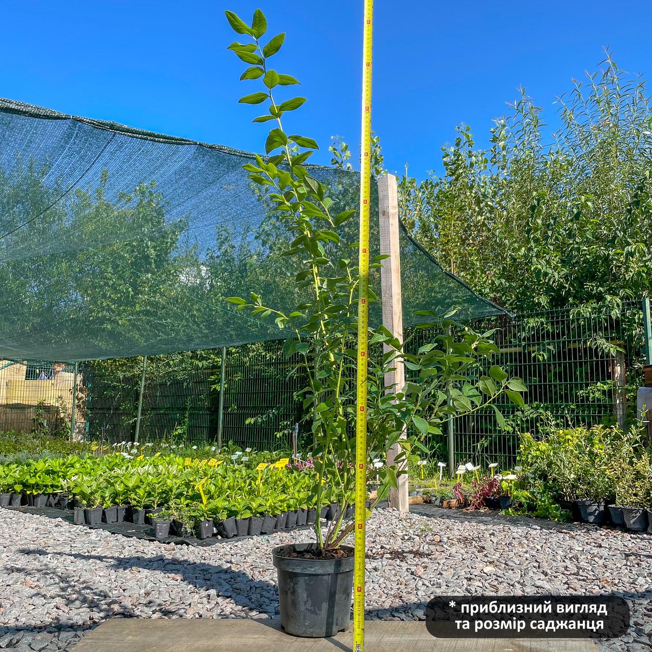 Саженец голубика Блю Голд поздняя морозостойкая трехлетняя С2 (1247943458) - фото 2