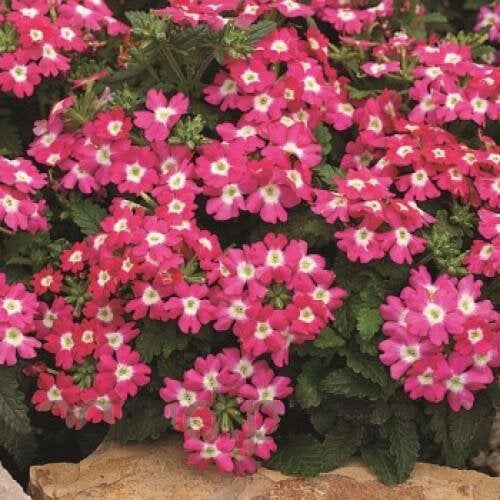 Насіння квітів Вербена Tuscany F1 Rose with Eye Syngenta 10 шт. (BN02778-4)