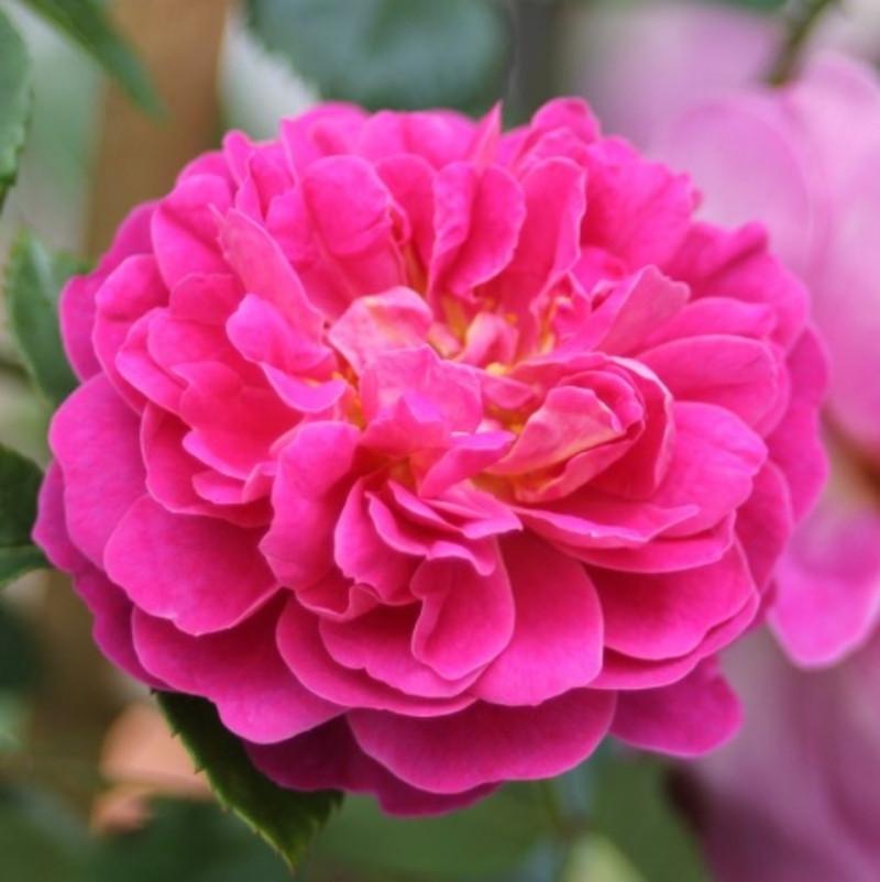 Роза Velet Starlet Rose Melina Плетистая трехлетняя в контейнере (2558773542)