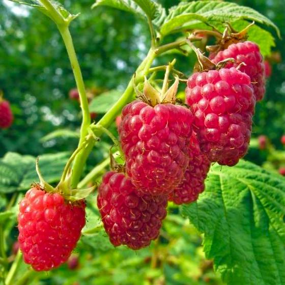 Саженец малины летней Лячка Лашка Laszka ранняя (885256807)