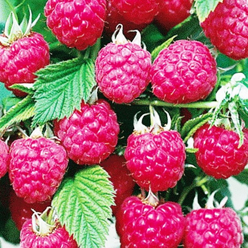 Саженец малины ремонтантного срока (1239701612)