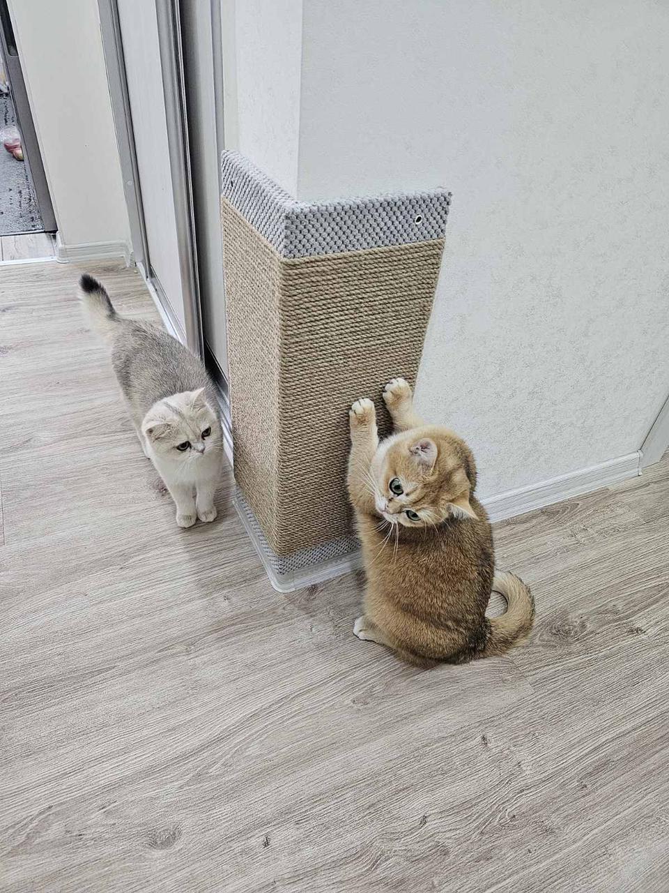 Когтеточка угловая 52х12х12 см Мокко (21706979) - фото 2