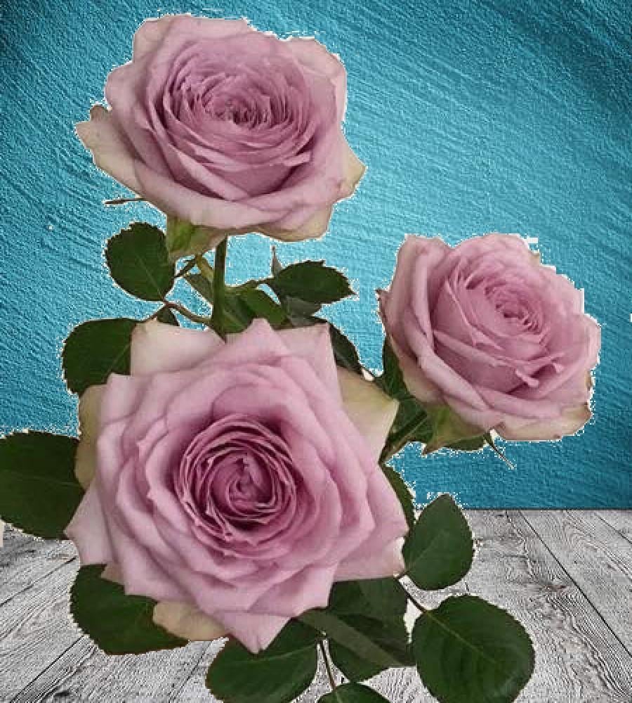 Роза Lullaby Спрей в контейнере (2669455708) - фото 3