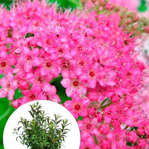 Саджанець Спірея японська Sonia вазон С2 2-річна 20-40 см (176829)