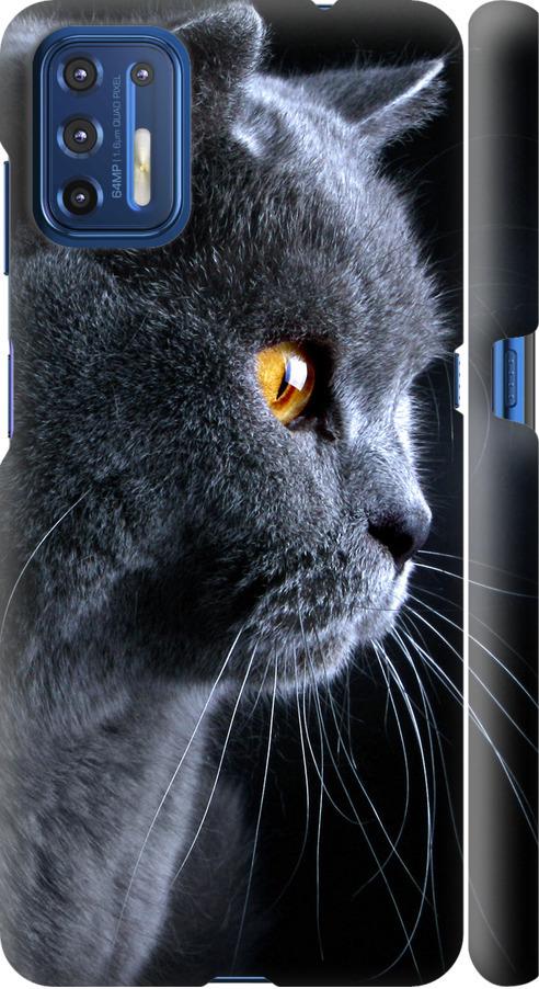 Чехол на Motorola G9 Plus Красивый кот (3038m-2104-42517) Чехол на Motorola G9 Plus Красивый кот (3038m-2104-42517)