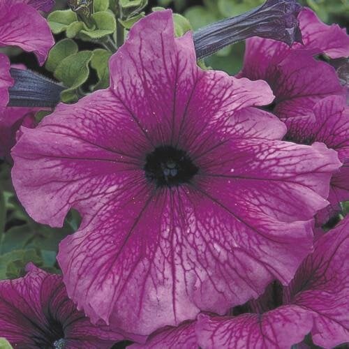 Семена цветов Петуния крупноцветковая Tritunia F1 Plum Syngenta 5000 шт. (BN09946)