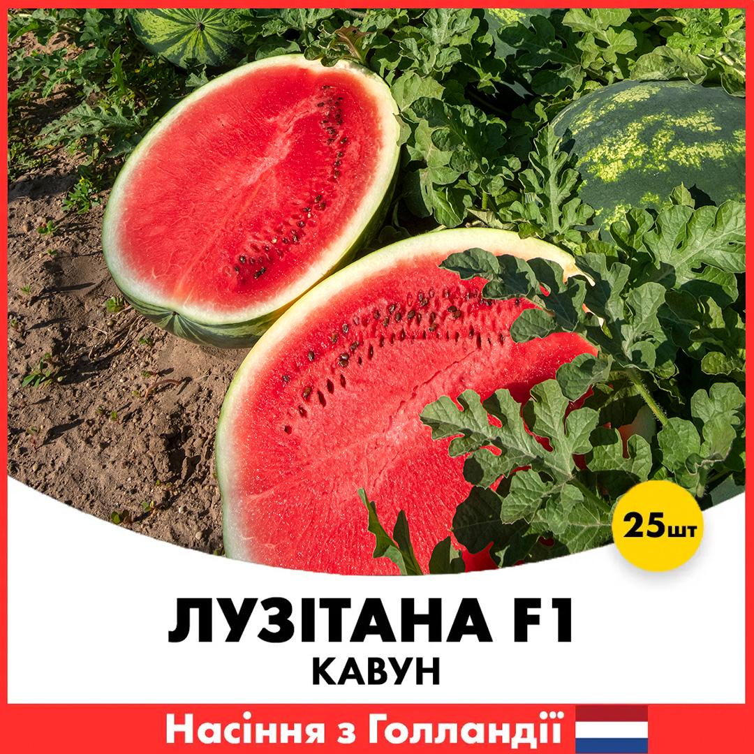 Насіння кавуну Rijk Zwaan Лузітана F1 25 шт. (jkl2-25)