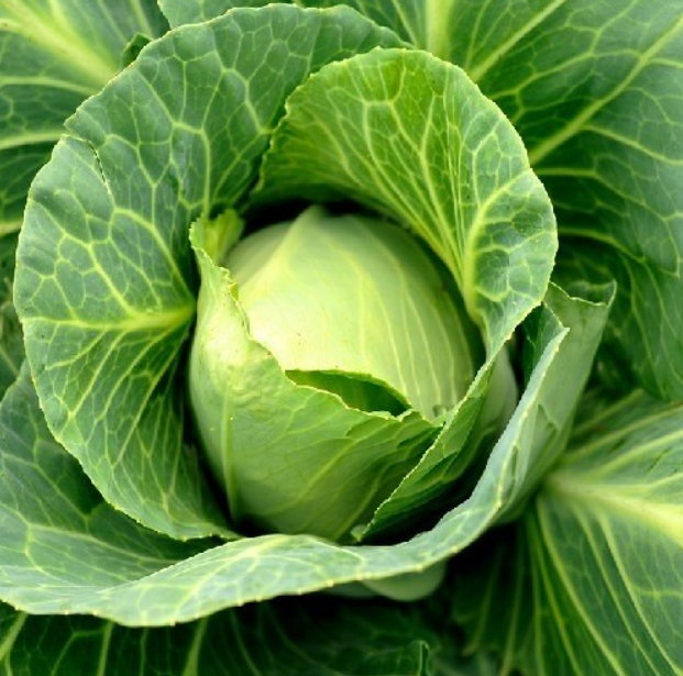 Семена Капуста белокочанная Акира F1 Kitano Seeds ТД Гекса-Украина 01-06-307 1000 шт. (IR02551)