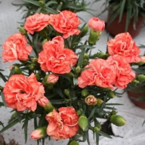 Семена цветов Гвоздика Шабо Lillipot Orange Bicolour (BN06625-2)