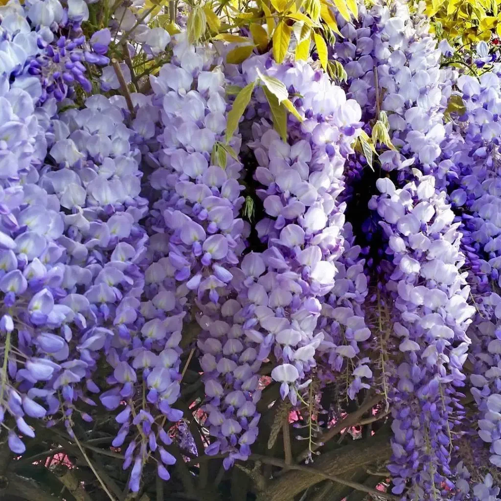 Саженцы глицинии Wisteria chinensis Eiyva в горшке 0,5 л - фото 3 Саженцы глицинии Wisteria chinensis Eiyva в горшке 0,5 л - фото 3