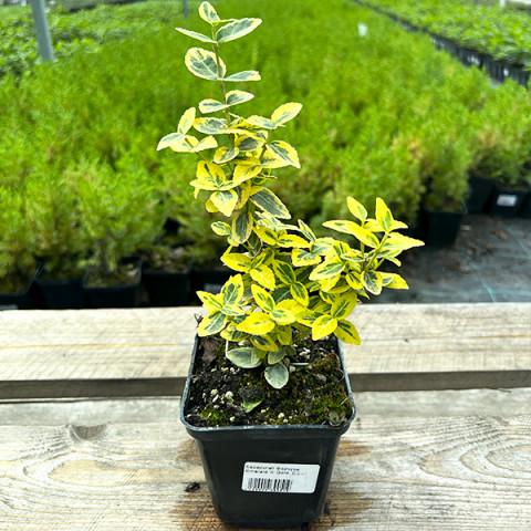 Бересклет Яскрава Emerald Gold контейнер 0,5 л (39051) - фото 3