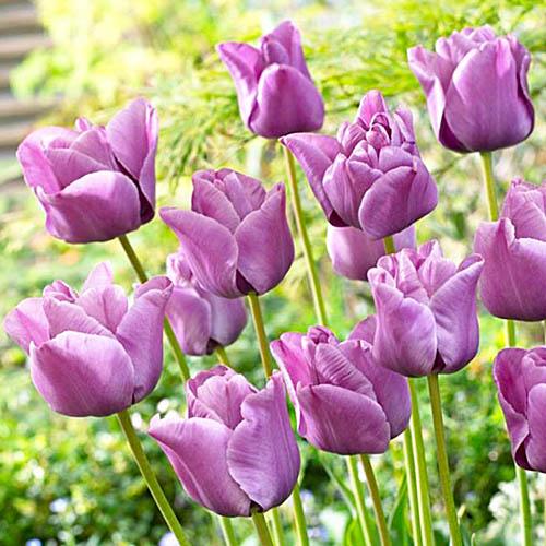 Тюльпан Florium Bleu Aimable (18171)