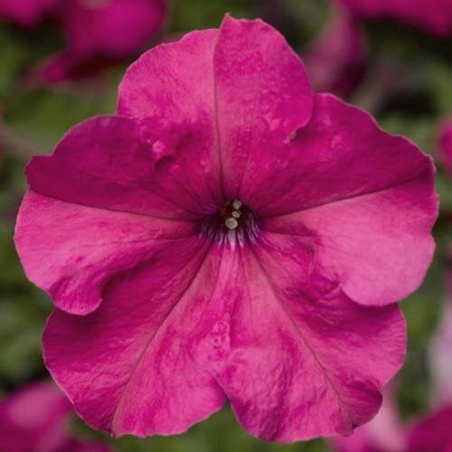 Семена цветов Syngenta Петуния крупноцветковая Duvet F1 Pink 250 шт. (BN11442-2)