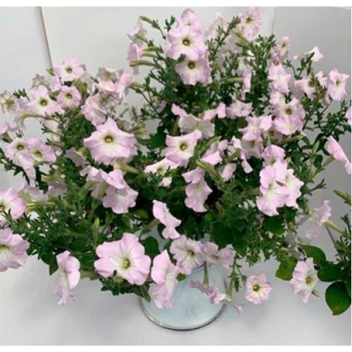 Насіння квітів Петунія особлива Piramide F1 Soft Lilac Farao 100 шт. (BN12865-2)