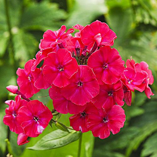 Флокс Florium Red Riding Hood (10577)