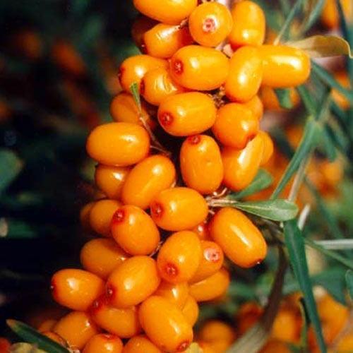 Саджанець Обліпиха хлопчик/дівчинка комплект Медовий місяць Honeymoon преміальні невибагливі сорти 2 шт. (48174) Саджанець Обліпиха хлопчик/дівчинка комплект Медовий місяць Honeymoon преміальні невибагливі сорти 2 шт. (48174)