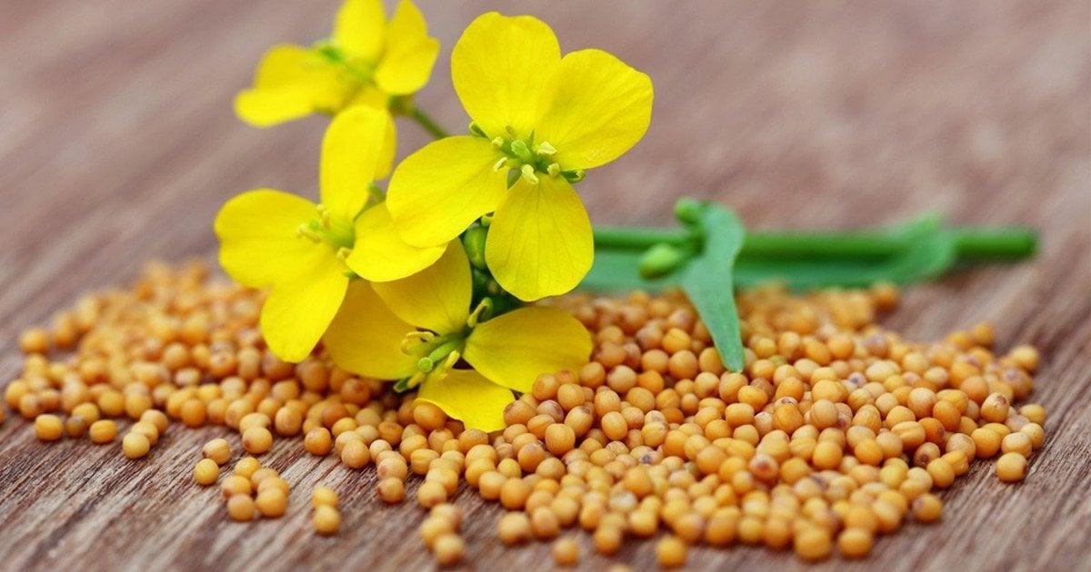Насіння Гірчиця біла на сидерат від 1 кг (2669272217) Насіння Гірчиця біла на сидерат від 1 кг (2669272217)
