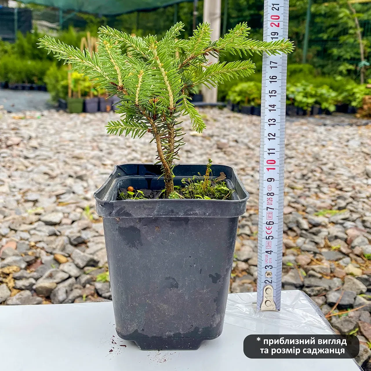 Саджанець ялини звичайної Нідіформіс Picea abies Nidiformis Р9 (590305554) - фото 2 Саджанець ялини звичайної Нідіформіс Picea abies Nidiformis Р9 (590305554) - фото 2