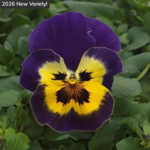 Семена цветов Виола ампельная PanAmerican Top Wave F1 Purple Sunburst 100 шт. (BN13156-2)