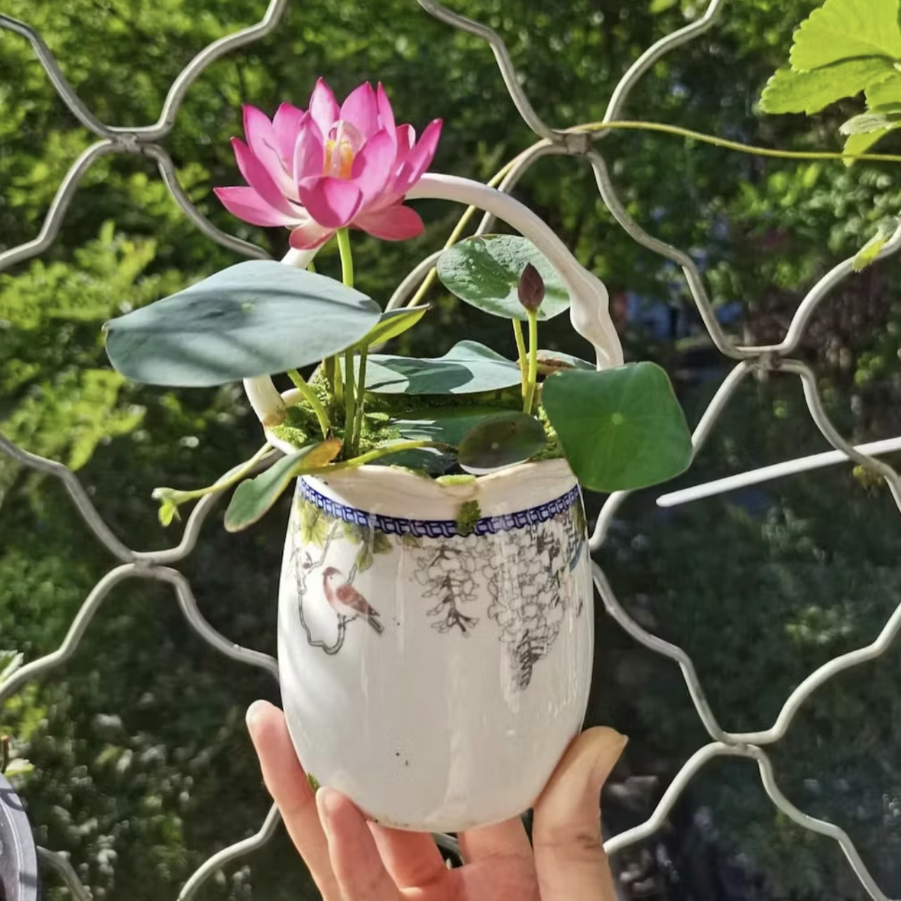 Насіння лотоса бонсай BowlLotus 50 шт. мікс кольорів (2320) - фото 6 Насіння лотоса бонсай BowlLotus 50 шт. мікс кольорів (2320) - фото 6