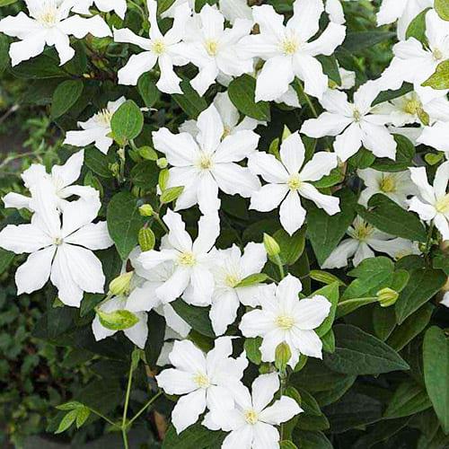 Клематіс White Arabella Florium