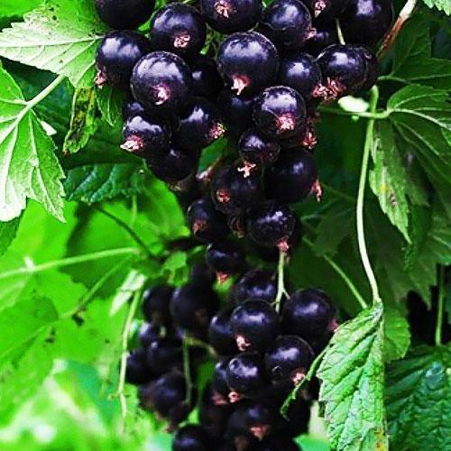 Сажанець Смородина чорна Оджебін Ojebyn середній термін дозрівання (17536)