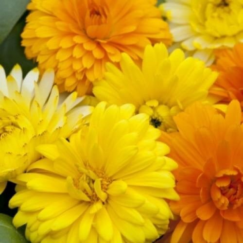 Семена цветов Календула лекарственная Costa Mix Floranova 50 шт. (BN07560-3)