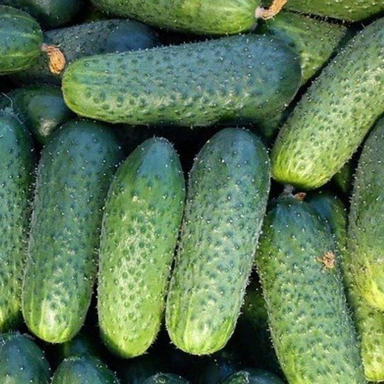 Семена огурца Rijk Zwaan Престо F1 100 шт. (38663)