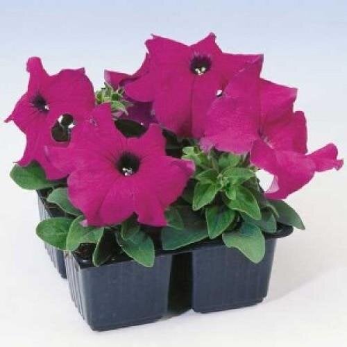 Насіння квітів Петунія великоквіткова Tango Violet Hem Genetics 10 шт. (BN09439-4)