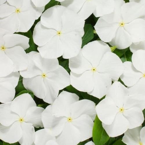 Семена цветов Катарантус Heatwave white Hem Genetics 50 шт. (BN10412-3)