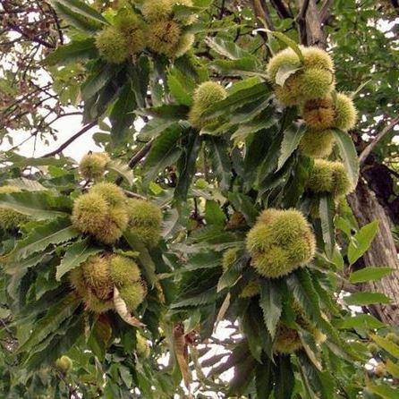 Саджанець каштану їстівного Американський (2083818866)