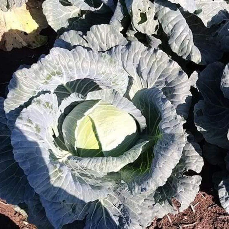 Насіння Капуста Білокачанна Syngenta SARMELLO F1 2 500 шт. (2281106281) Насіння Капуста Білокачанна Syngenta SARMELLO F1 2 500 шт. (2281106281)