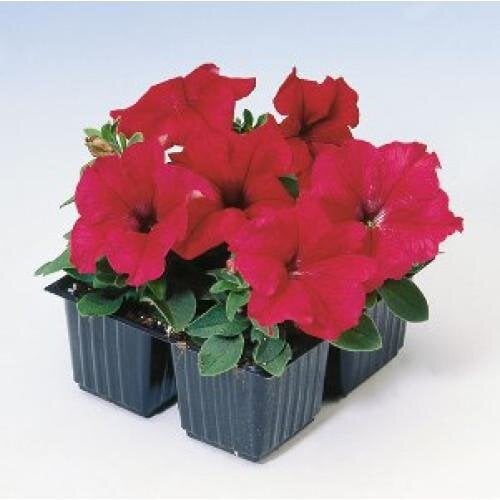 Семена цветов Петуния крупноцветковая Tango Red Hem Genetics 10 шт. (BN09419-4)