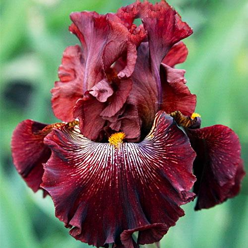 Ирис Dare Me Florium
