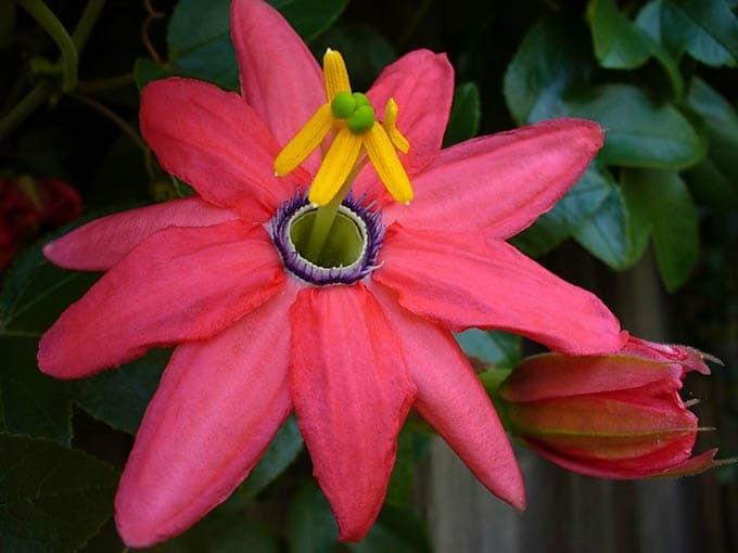 Пассифлора банановая маракуйя нежнейшая Passiflora molissima семена 10 шт.