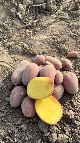 Семенной картофель Балтик Роуз I репродукция урожай 2024 5 кг (01125) - фото 4