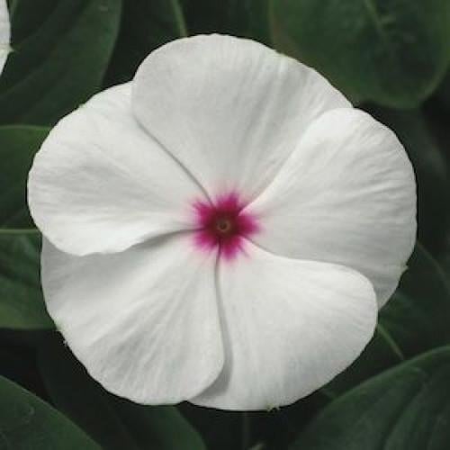 Семена цветов Катарантус SunStorm White With Eye Syngenta 25 шт. (BN00585-4)