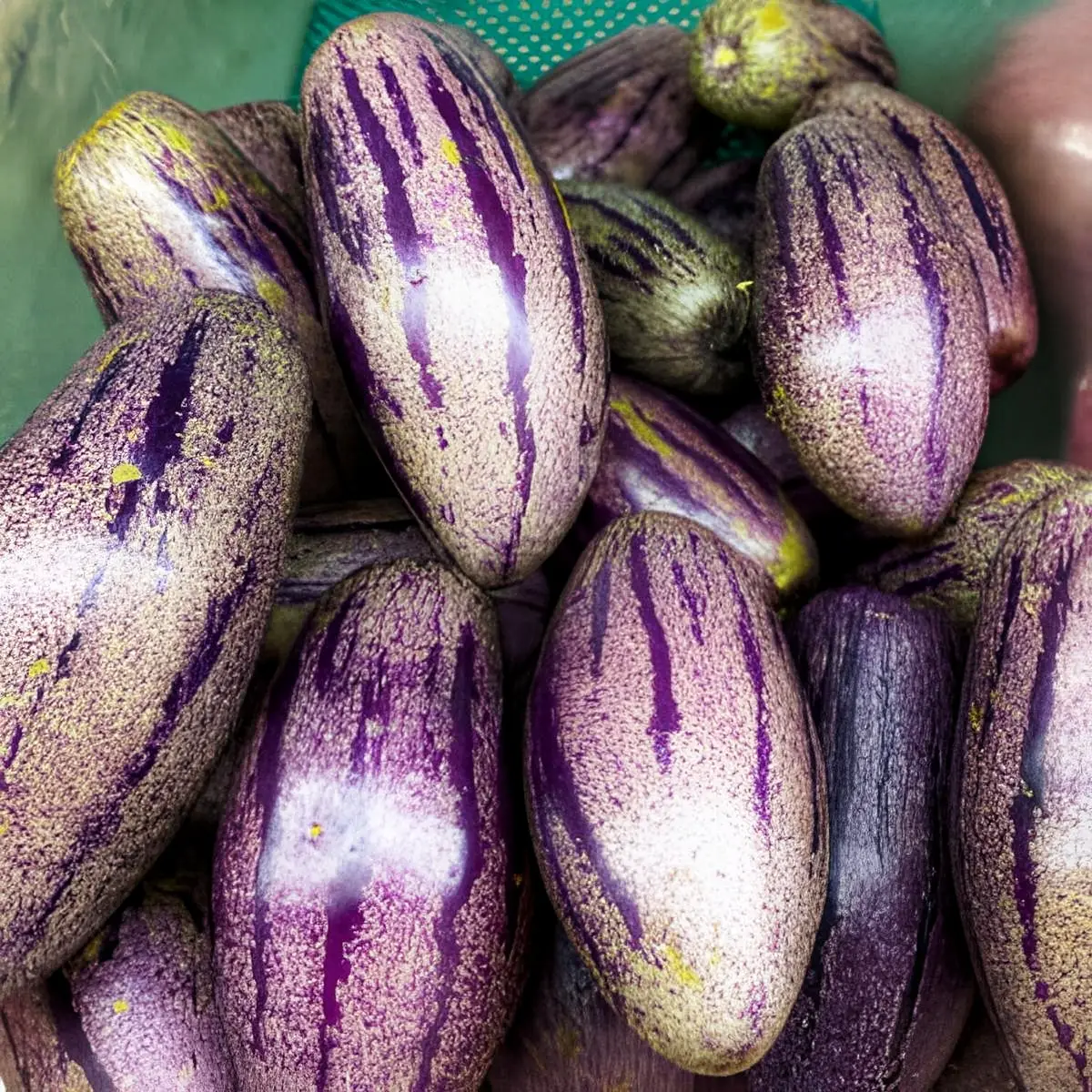 Насіння Пепіно Путумайо Solanum muricatum 5 шт. (27653546)