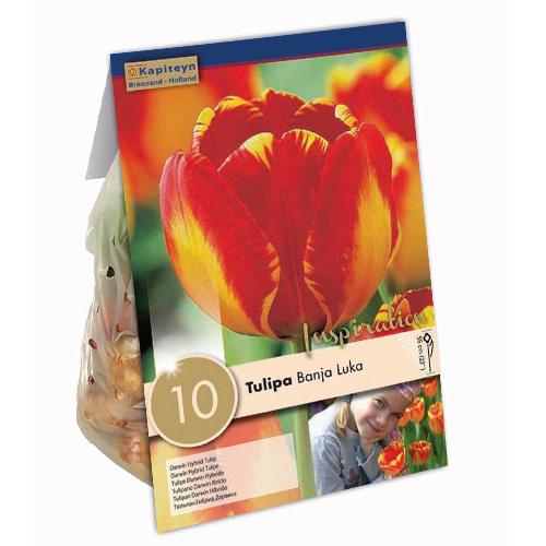 Тюльпан Florium Banja Luka брендовые луковицы Kapiteyn (15324)