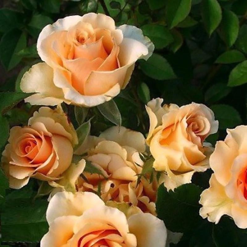 Роза Prima Donna Чайно-гибридная в контейнере (2669460473) - фото 9