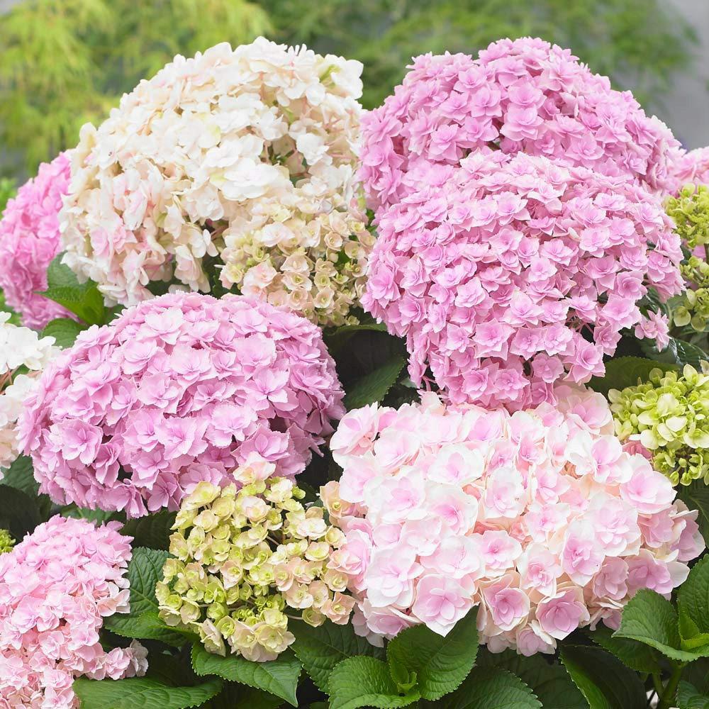 Саженец гортензии крупнолистной Hydrangea macrophylla Doppio Nuvola Р9 (1909439090)